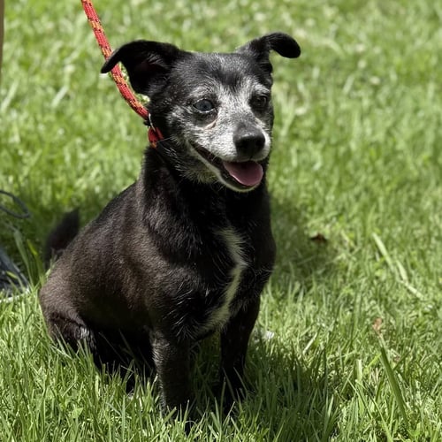 RAHEEM - Chihuahua available for adoption