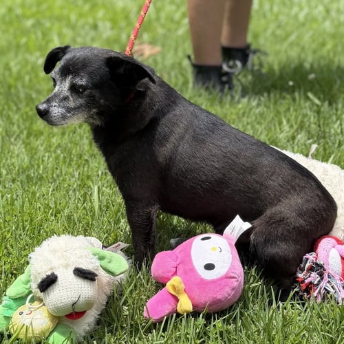 RAHEEM - Chihuahua available for adoption