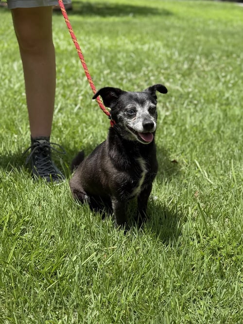 RAHEEM - Chihuahua available for adoption