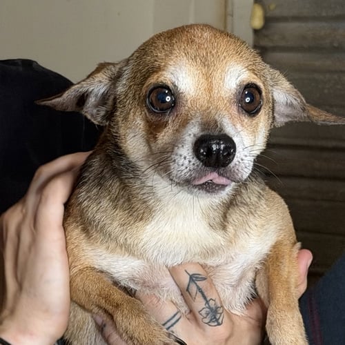NELLY - Chihuahua available for adoption