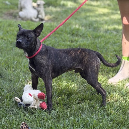 ZEUS - Boston Terrier available for adoption