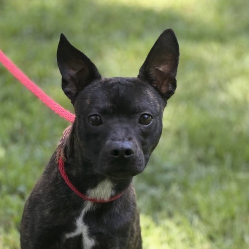 ZEUS - Boston Terrier available for adoption