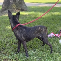 Zeus - Photo 4