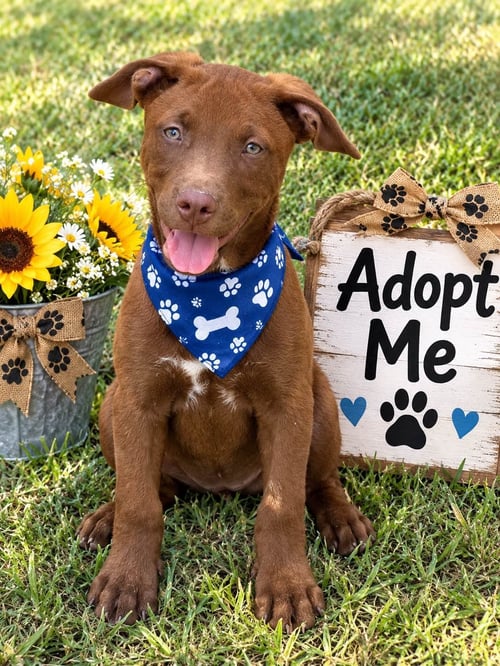 BART - Labrador Retriever available for adoption