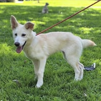 INDI - Photo 2