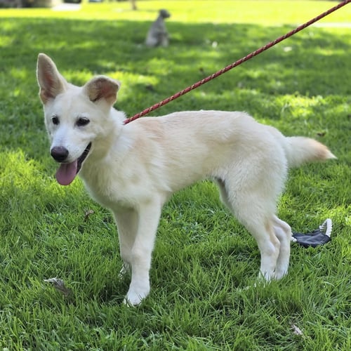 INDI - Shepherd available for adoption