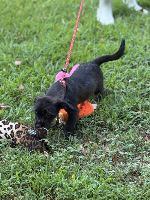 ZAMBO - Labrador Retriever / Cocker Spaniel available for adoption