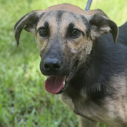 CARTER - German Shepherd Dog available for adoption