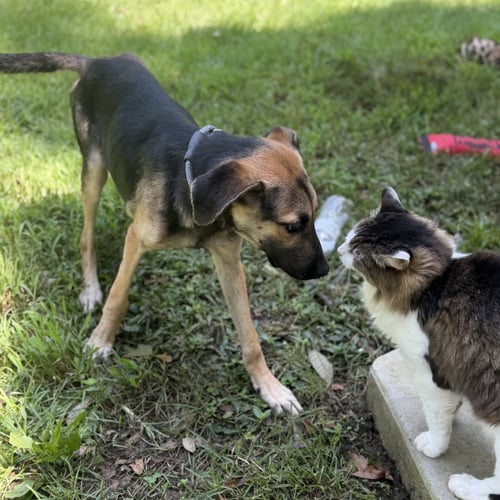 CARTER - German Shepherd Dog available for adoption