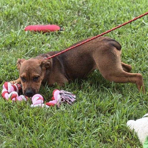 WINIFRED - English Bulldog / Boxer available for adoption