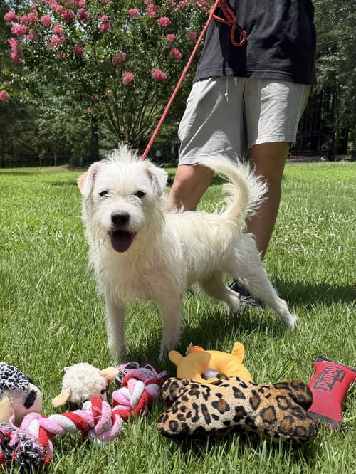 MILLIE - Wirehaired Fox Terrier available for adoption