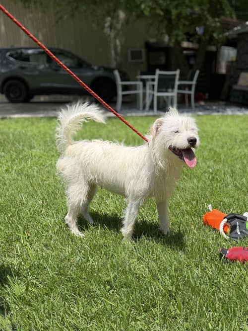 MILLIE - Wirehaired Fox Terrier available for adoption