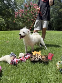 MILLIE - Photo 3