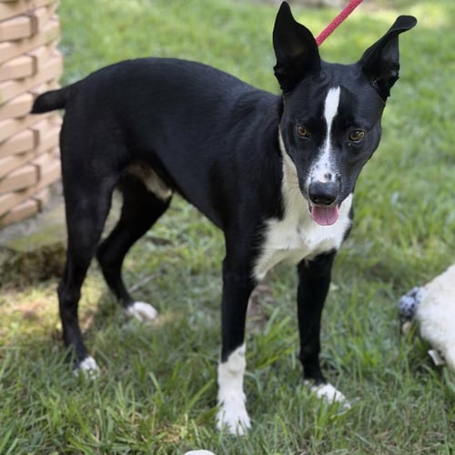 BUZZ - Border Collie / Rat Terrier available for adoption
