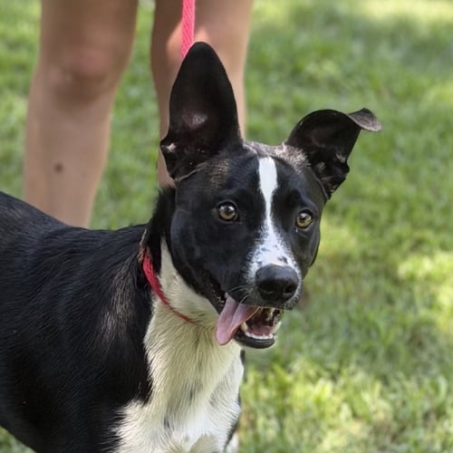 BUZZ - Border Collie / Rat Terrier available for adoption