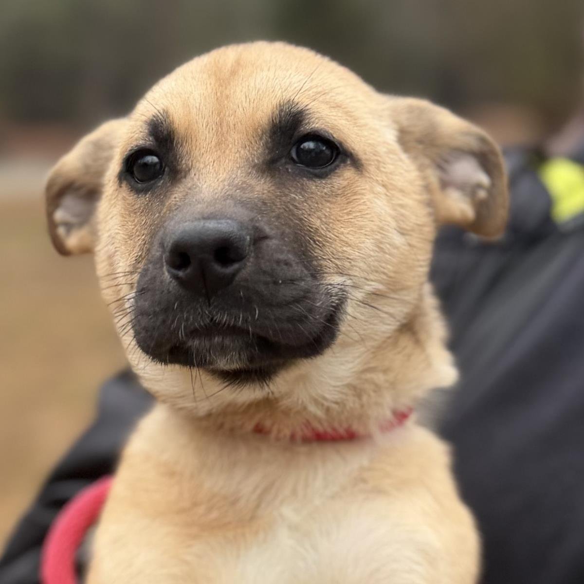 PO - Shepherd available for adoption