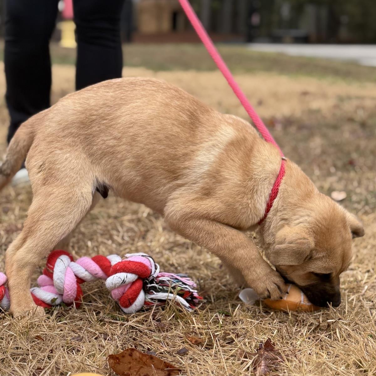 PO - Shepherd available for adoption