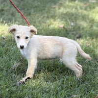 POLLY - Photo 2
