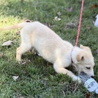 POLLY - Photo 4