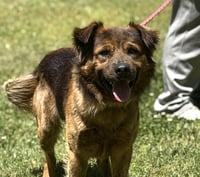 MILO - Photo 1