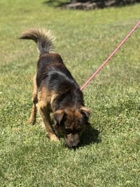 MILO - Photo 2