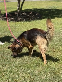 MILO - Photo 4