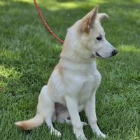 INDI - Photo 3