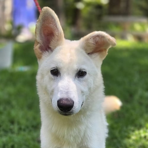 INDI - Shepherd available for adoption