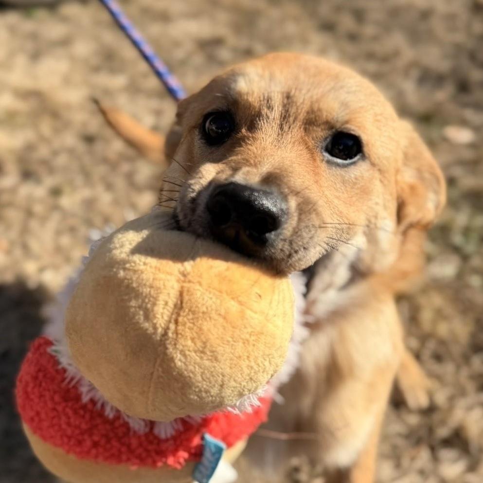 YOSHI - Labrador Retriever available for adoption