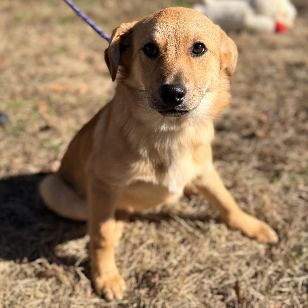 YOSHI - Labrador Retriever available for adoption