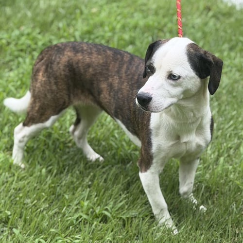 DOT - Terrier / Basset Hound available for adoption