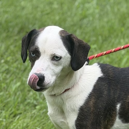 DOT - Terrier / Basset Hound available for adoption