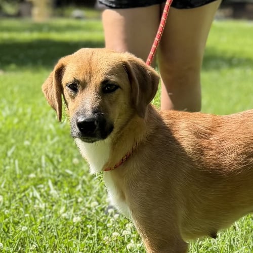 ZEVA - Finnish Spitz / Labrador Retriever available for adoption