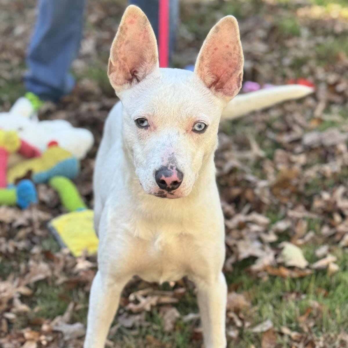 SUGAR - Terrier available for adoption