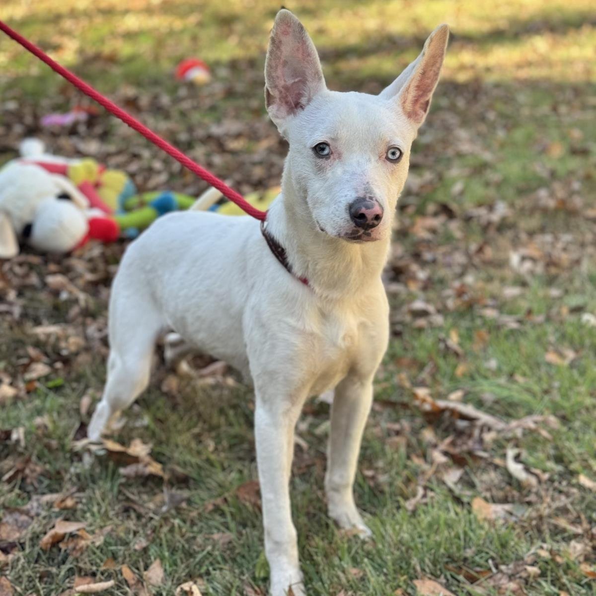 SUGAR - Terrier available for adoption
