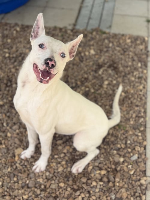 SUGAR LOWER FEE! - Terrier available for adoption