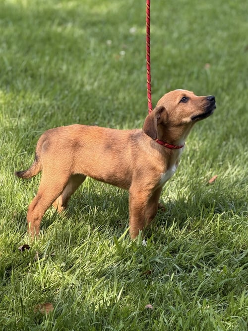PATTY - Hound available for adoption