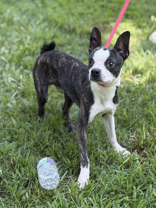 POSEIDON - Boston Terrier available for adoption