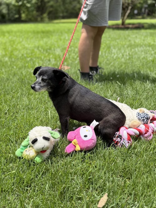 RAHEEM - Chihuahua available for adoption