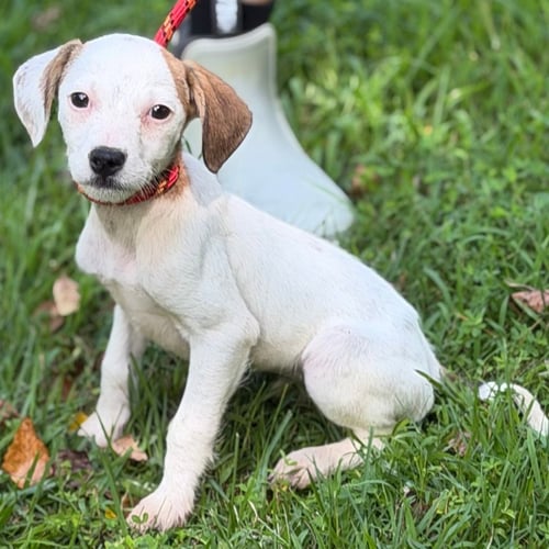 IVORY - Wirehaired Fox Terrier available for adoption