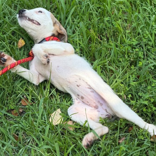 IVORY - Wirehaired Fox Terrier available for adoption