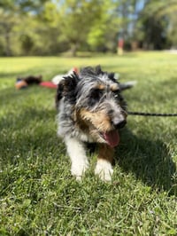 OLLIE - Photo 3