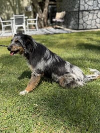 OLLIE - Photo 4