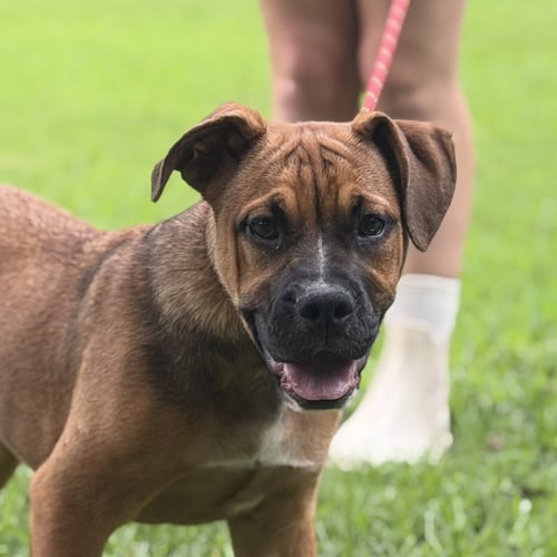 LIL MARY - English Bulldog / Boxer available for adoption