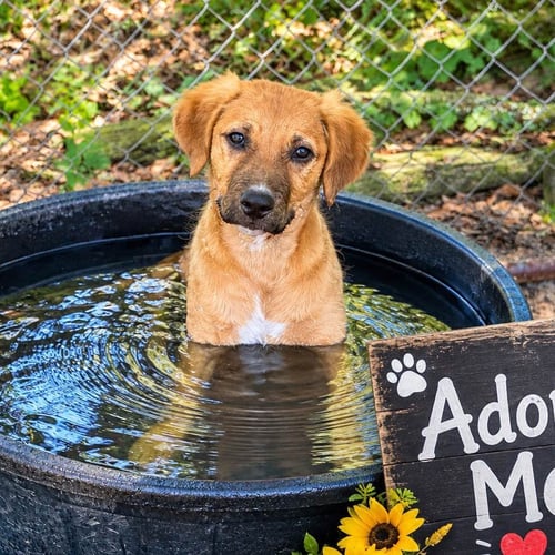 LILA - Retriever available for adoption