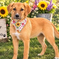 LILA - Photo 3