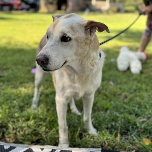 MARGE (& HOMER) - Labrador Retriever available for adoption