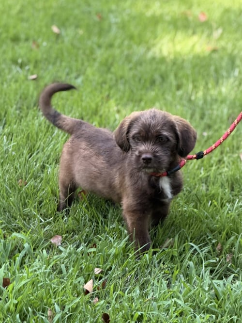 ZAP - Labrador Retriever / Cocker Spaniel available for adoption