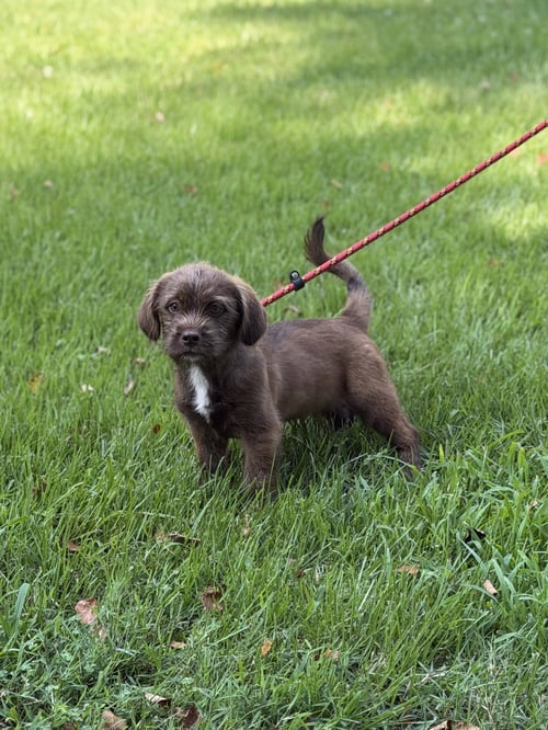 ZAP - Labrador Retriever / Cocker Spaniel available for adoption