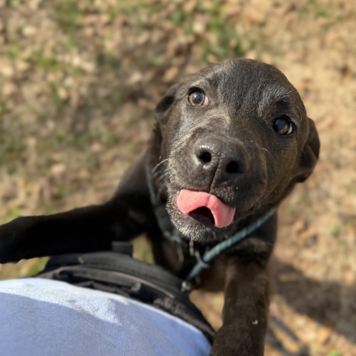 MARIO - Labrador Retriever available for adoption